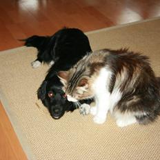 Blanding af racer Felix