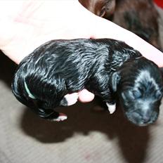 Blanding af racer Felix