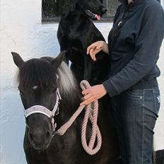 Labrador retriever Faye