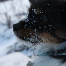 Blanding af racer (Papillon-Yorkie) Pepsi 