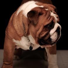 Engelsk bulldog Quark