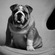 Engelsk bulldog Quark