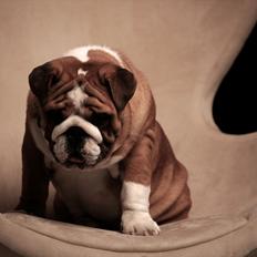 Engelsk bulldog Quark