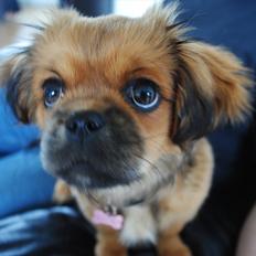 Blanding af racer Malou <3