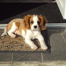 Cavalier king charles spaniel Alfred Kokhus