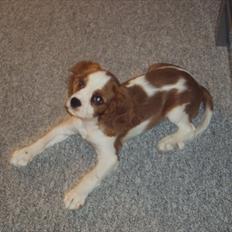 Cavalier king charles spaniel Alfred Kokhus