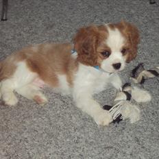 Cavalier king charles spaniel Alfred Kokhus