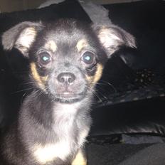 Blanding af racer Gabi