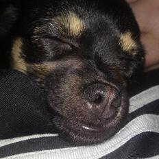 Blanding af racer Gabi