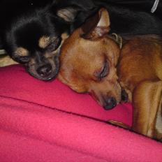 Blanding af racer Gabi