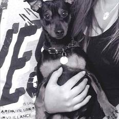 Dvaergpinscher Tyson