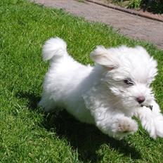 Coton de tulear Silke