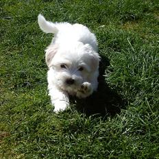 Coton de tulear Silke