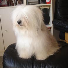 Coton de tulear Jasmin