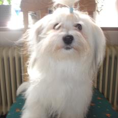 Coton de tulear Jasmin