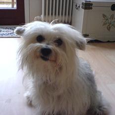 Coton de tulear Jasmin