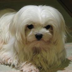 Malteser Maxi (Himmelhund)