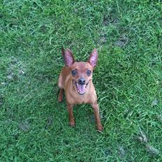 Dvaergpinscher Hera