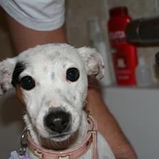 Jack russell terrier Viola