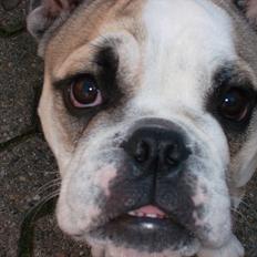 Engelsk bulldog Carla