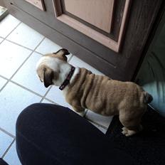 Engelsk bulldog Carla