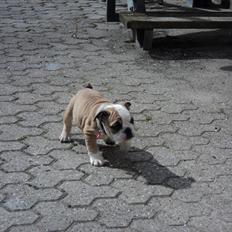 Engelsk bulldog Carla