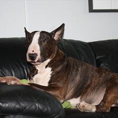 Bullterrier Henning baconsandwich aka tubulla elo