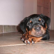 Rottweiler Vom Hause Wenorra Lucas