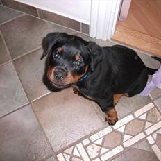 Rottweiler Vom Hause Wenorra Lucas
