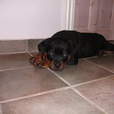 Rottweiler Vom Hause Wenorra Lucas
