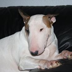 Bullterrier Esther baconsandwich aka moonflower