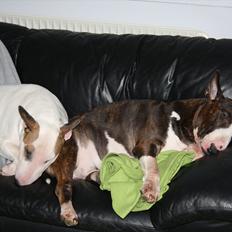 Bullterrier Esther baconsandwich aka moonflower