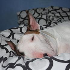 Bullterrier Esther baconsandwich aka moonflower