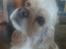 Amerikansk cocker spaniel Luna