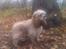 Amerikansk cocker spaniel Luna