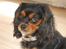 Cavalier king charles spaniel Lulu