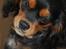Cavalier king charles spaniel Lulu
