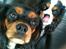 Cavalier king charles spaniel Lulu