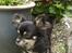 Chihuahua Tiny - Sommer billed :-*