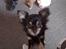 Chihuahua Tiny