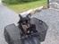 Chihuahua Tiny - Tiny får lige noget luft til hovedet ;)