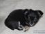 Chihuahua Tiny - Lille bitte Tiny som hvalp :D