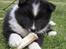 Islandsk fårehund Ivaldi R. I. P 22-12-2023 - Inden jeg er flyttet hjemme fra.