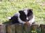 Islandsk fårehund Ivaldi R. I. P 22-12-2023 - Inden jeg er flyttet hjemme fra.