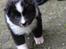 Islandsk fårehund Ivaldi R. I. P 22-12-2023 - Inden jeg er flyttet hjemme fra.