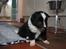 Islandsk fårehund Ivaldi R. I. P 22-12-2023 - Inden jeg er flyttet hjemme fra.