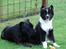 Islandsk fårehund Ivaldi R. I. P 22-12-2023 - Min bedste ven, han kommer i min mors børnehave hver dag!