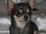 Chihuahua Anpalas Snow Angel ~ Zoie