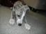 Whippet Nico