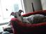 Whippet Nico
